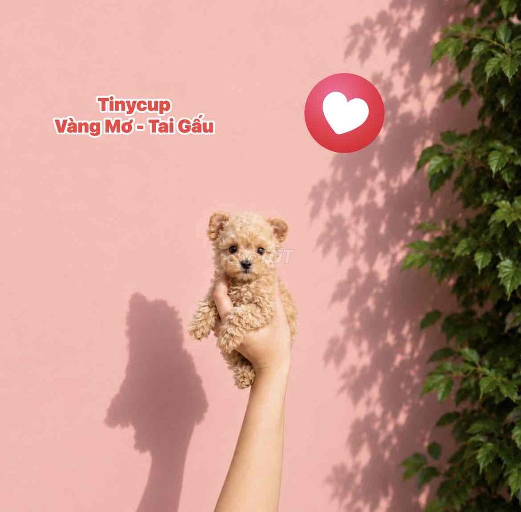 🍒🍒 POODLE TAI GẤU TEACUP NHIỀU MÀU NHÀ NUÔI 🍒🍒. Mua bán Chó tại Huyện Hóc Môn Tp Hồ Chí Minh được đăng bởi SIÊU PET SG UY TÍN  hình 1