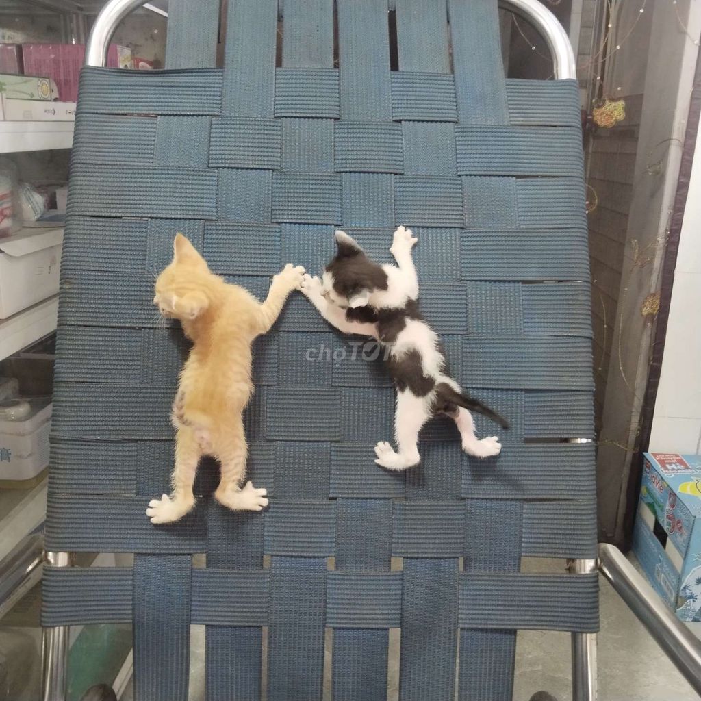 Mèo ta Vàng, Đen trắng 1 tháng. Mua bán Mèo tại Huyện Bình Chánh Tp Hồ Chí Minh được đăng bởi Tú Linh hình 1