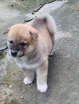 Chó Shiba đực 3 tuần tuổi Nâu vàng