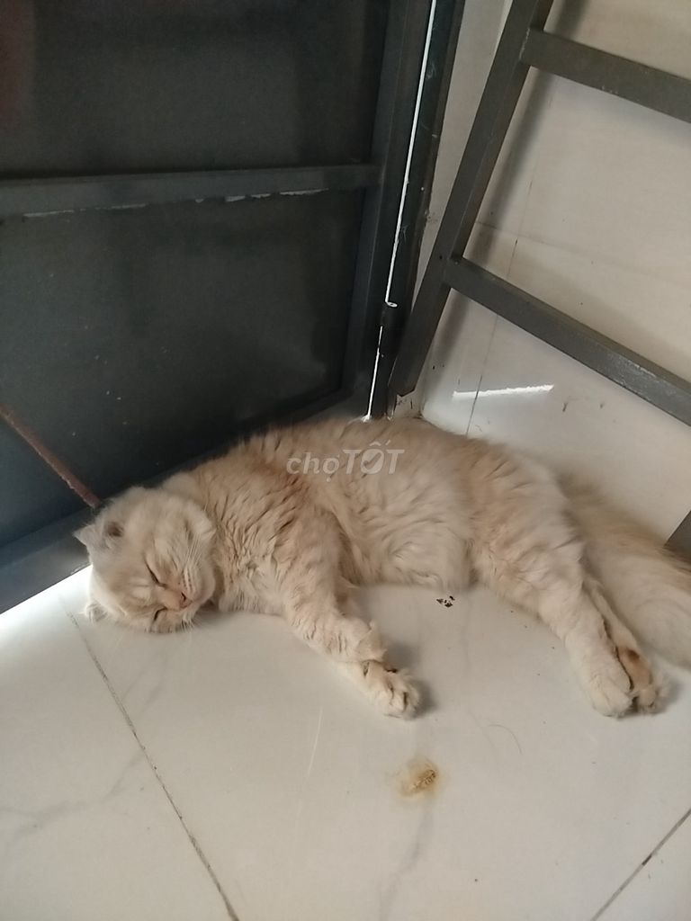 Tìm nhà mới cho meo. Mua bán Mèo tại Quận 12 Tp Hồ Chí Minh được đăng bởi Huỳnh Thắng hình 1