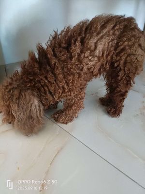 Nhà không có người chăm cần bán ***. Mua bán Chó tại Huyện Phú Xuyên Hà Nội được đăng bởi Anh Thuanpro