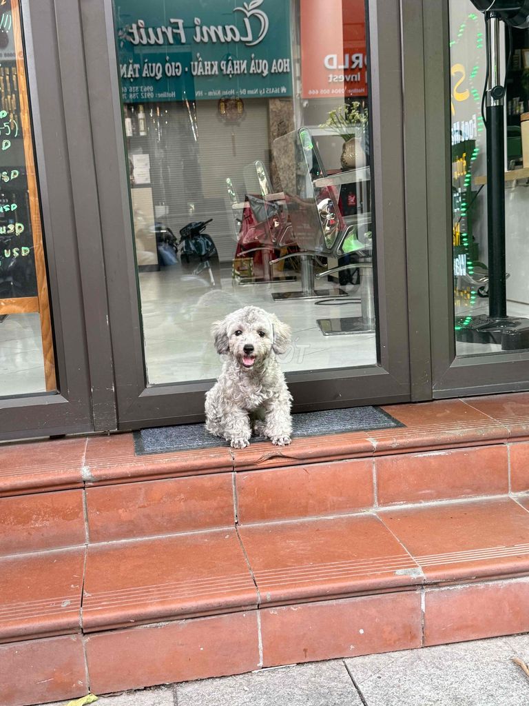 Chó Poodle Cái màu Xám. Mua bán Chó tại Quận Ba Đình Hà Nội được đăng bởi Đăng Hiếu hình 1