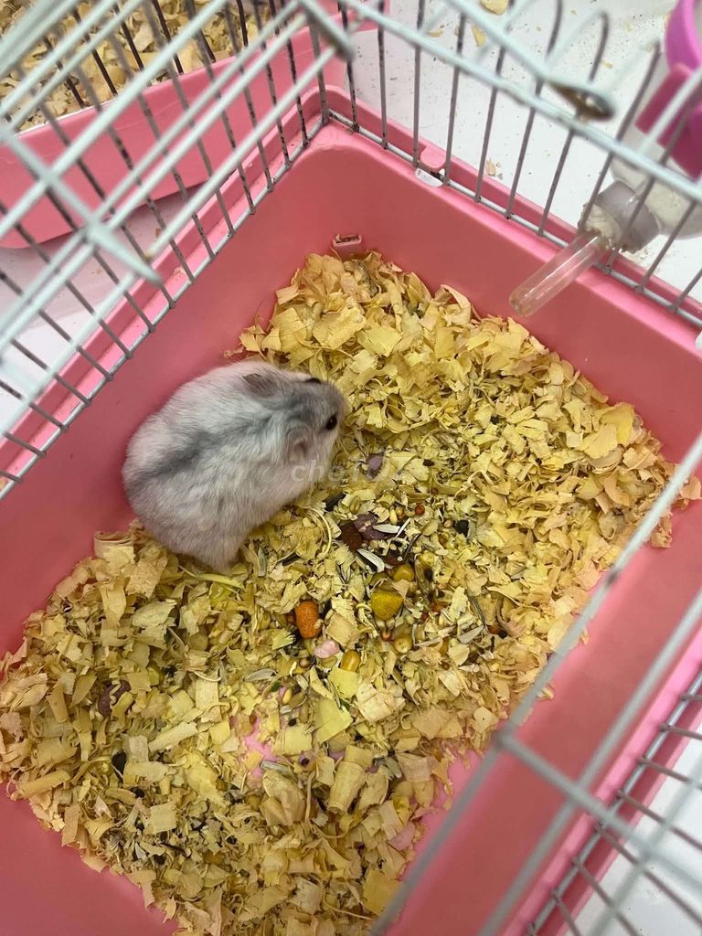 Chuột Hamster khỏe mạnh. Mua bán Thú cưng khác tại Huyện Thanh Trì Hà Nội được đăng bởi Ta N hình 1