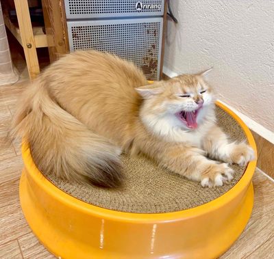 ALD golden ny12 tone red chân lùn đực (fix nhẹ). Mua bán Mèo tại Huyện Yên Phong Bắc Ninh được đăng bởi Tina