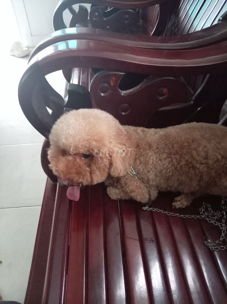 Chó Poodle Cái Nâu 7kg. Mua bán Chó tại Thành phố Sóc Trăng Sóc Trăng được đăng bởi Linh Linh hình 1
