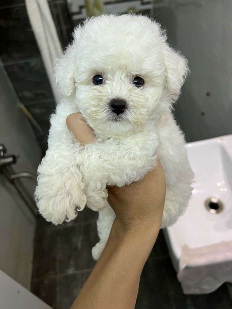 Poodle đủ màu. Mua bán Chó tại Quận Bình Tân Tp Hồ Chí Minh được đăng bởi Thú Cưng Sài Gòn hình 6