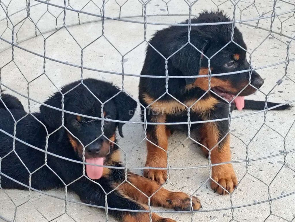 Chó Rottweiler đực cái đã tiêm. Mua bán Chó tại Thành phố Bạc Liêu Bạc Liêu được đăng bởi Nhân Rottweiler  hình 1