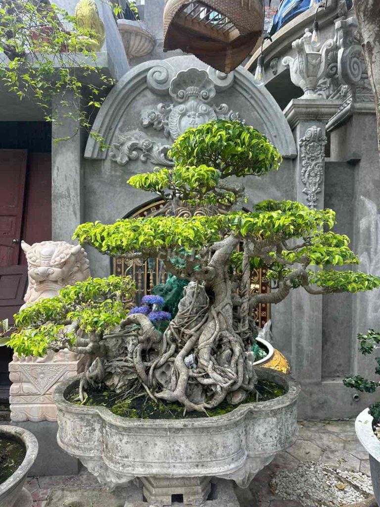 Cây cảnh Sanh cổ Bông tàn mịn. Mua bán Đồ sưu tầm, đồ cổ tại Quận Kiến An Hải Phòng được đăng bởi Cảnh Dương hình 1