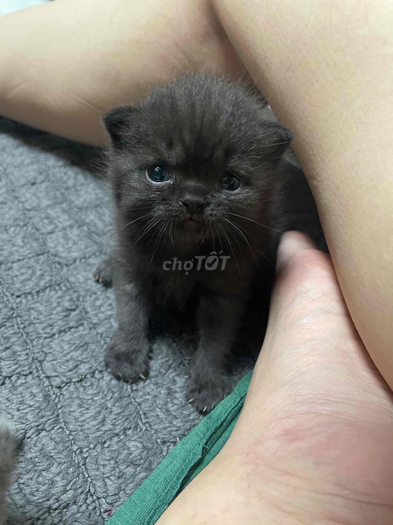 Mèo Anh lông dài tai cụp. Mua bán Mèo tại Quận Tân Phú Tp Hồ Chí Minh được đăng bởi Hung Bui hình 1