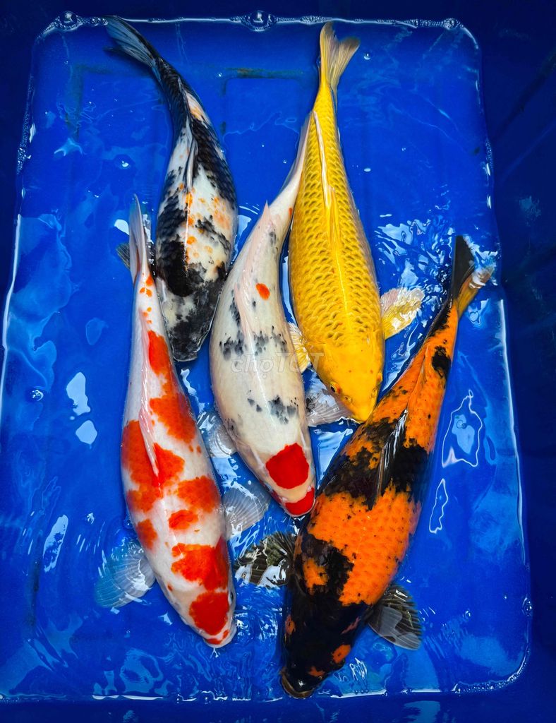 5 KOI F1 Nhật 43-48cm