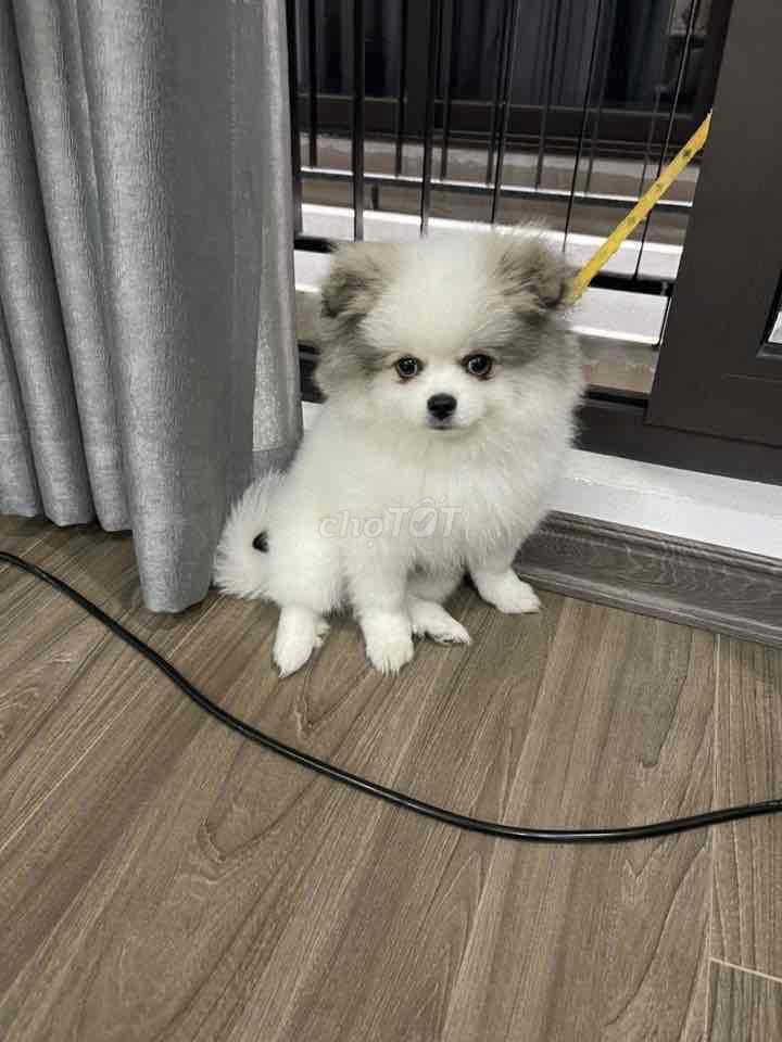 Chó Phốc sóc đực cái thuần chủng. Mua bán Chó tại Huyện Hoài Đức Hà Nội được đăng bởi Lạc Lạc  hình 1