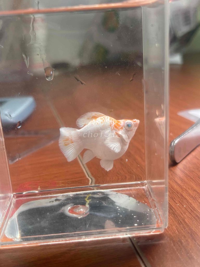 Cá cảnh Molly Sakura Trắng cam. Mua bán Thú cưng khác tại Thành phố Thủ Đức Tp Hồ Chí Minh được đăng bởi Tuấn Anh hình 1