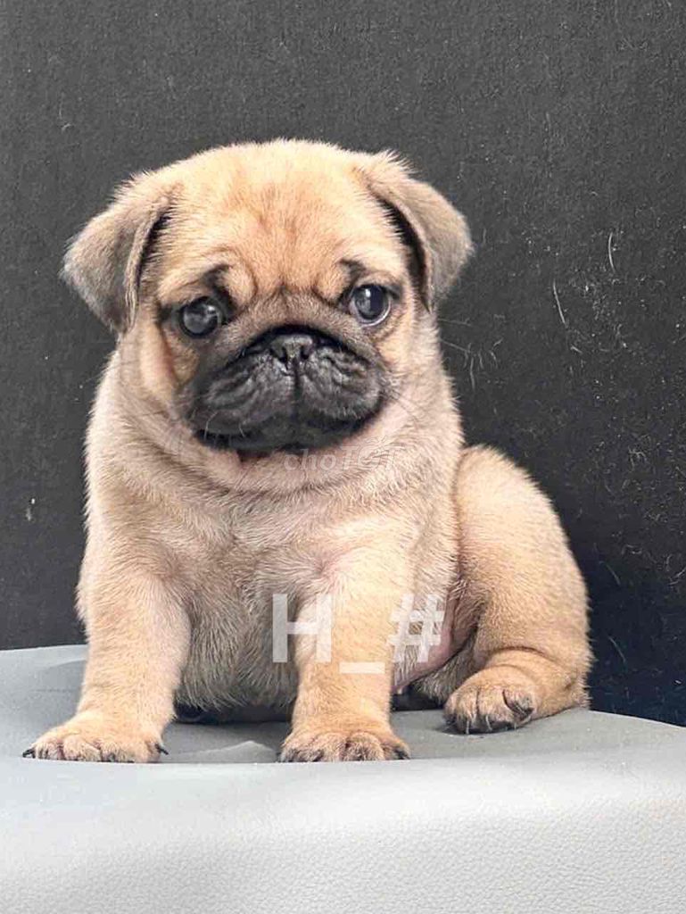 pug xệ heo chuẩn thái. Mua bán Chó tại Quận Bình Tân Tp Hồ Chí Minh được đăng bởi huỳnh thật  hình 3