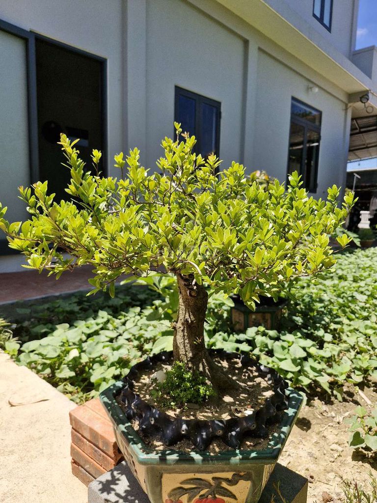 Bán cây Hải Châu Bonsai