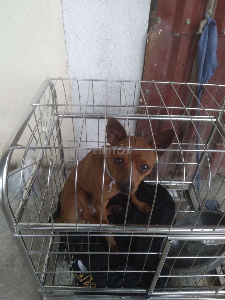 Chó Phốc màu Nâu. Mua bán Chó tại Huyện Vĩnh Bảo Hải Phòng được đăng bởi Hai Anh hình 1