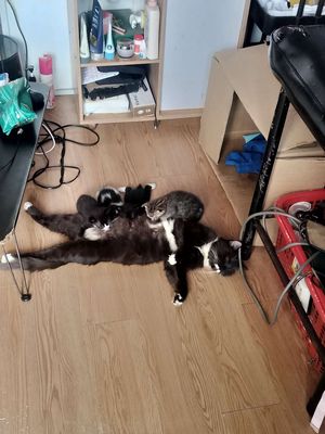 Mèo Anh đực 1 tháng