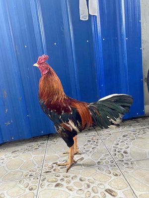 Bông Mồng Chỉ Thiên 3Kg3. Mua bán Gà tại Quận Bình Tân Tp Hồ Chí Minh được đăng bởi Pho Nè