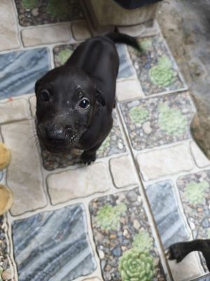 Chó doberman lại phú quốc