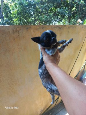 Chihuhua cái 1.5kg đang salo .