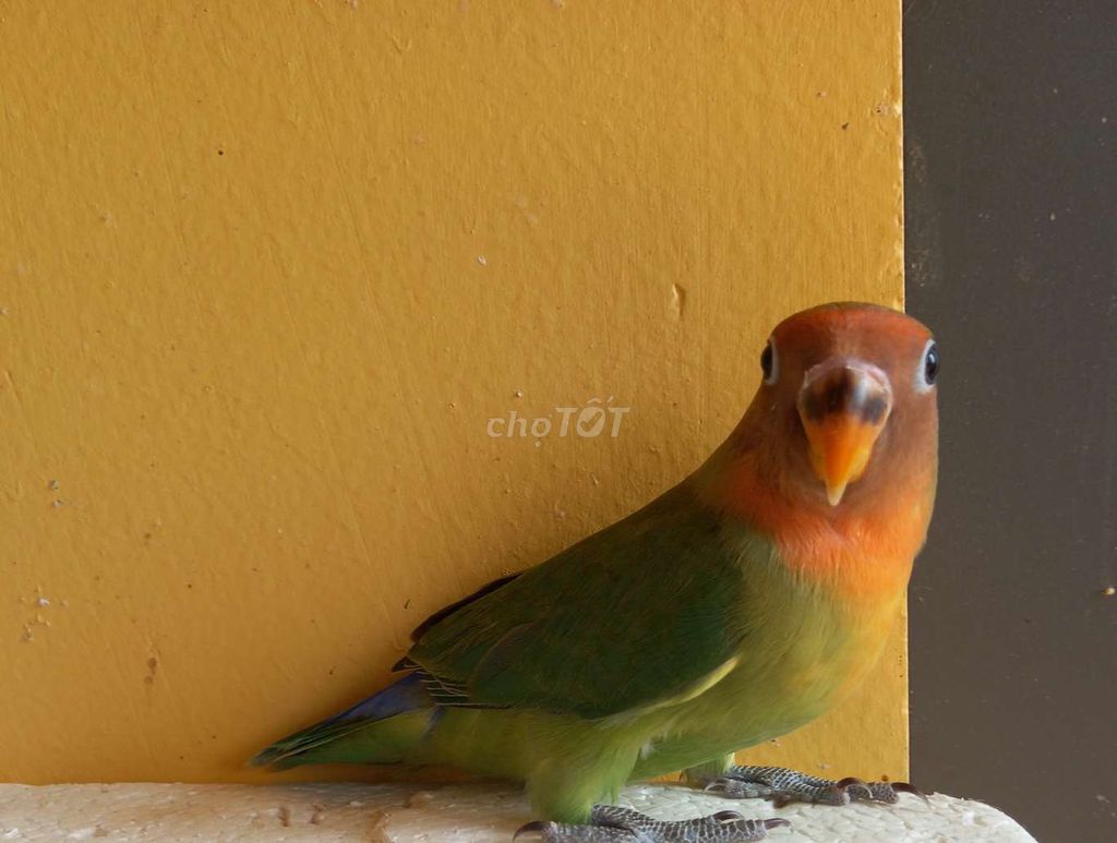 Vẹt lovebird. Mua bán Chim tại Thị xã Gò Công Tiền Giang được đăng bởi Thanh hình 1