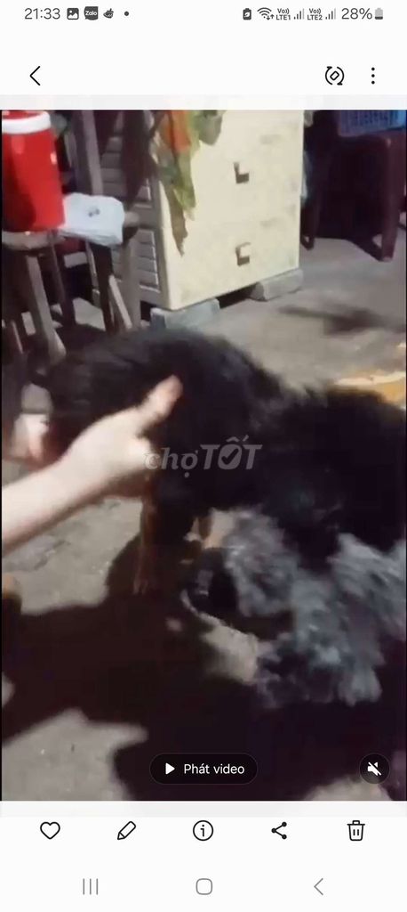 Chó Poodle Đen. Mua bán Chó tại Quận Long Biên Hà Nội được đăng bởi tổng kho gia dụng  hình 1