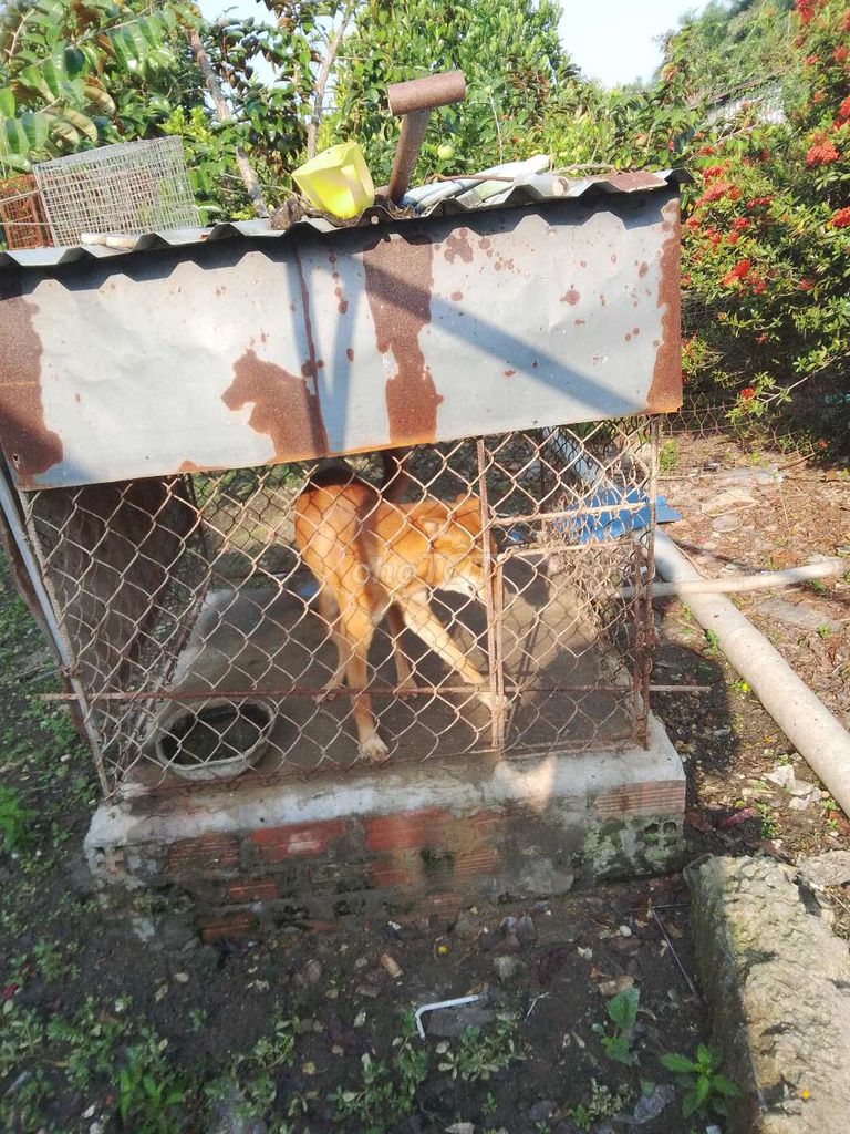 bán chó nhà nuôi ăn khỏe quá không nuôi nổi. Mua bán Chó tại Huyện Long Hồ Vĩnh Long được đăng bởi Linh hình 1