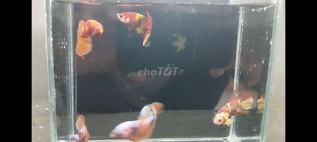 5 trống Betta Koi chỉ 100k bao phê