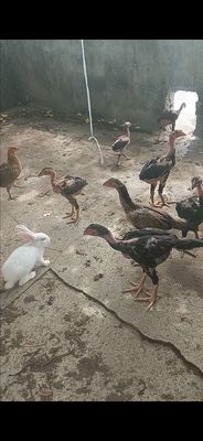 Ga chọi. Mua bán Gà tại Huyện Yên Khánh Ninh Bình được đăng bởi Mạnh Quyên