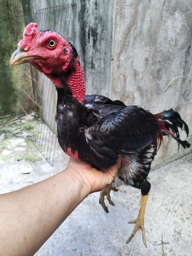 Gà đòn Tía Chân Vàng 2.7kg 15. Mua bán Gà tại Quận 1 Tp Hồ Chí Minh được đăng bởi Ngọc Thạch hình 1