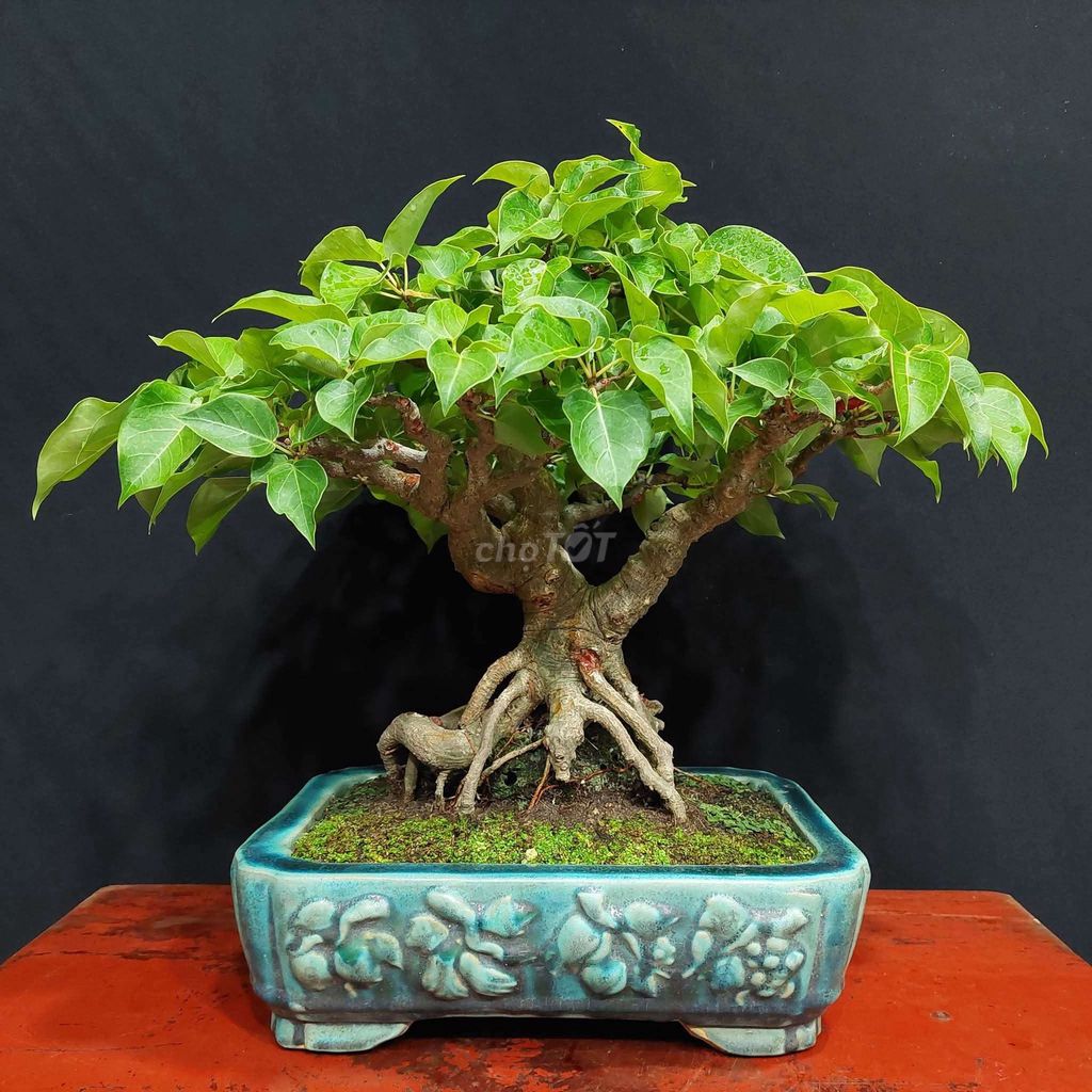 Cây cảnh Bồ đề Bonsai cổ thụ. Mua bán Cây cảnh, đồ trang trí tại Thành phố Thủ Đức Tp Hồ Chí Minh được đăng bởi Trần Xuân Dương hình 1