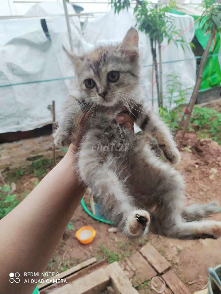 Tìm nhà mới cho meo meo ạ. Mua bán Mèo tại Quận Tây Hồ Hà Nội được đăng bởi Cậu Vàng hình 2