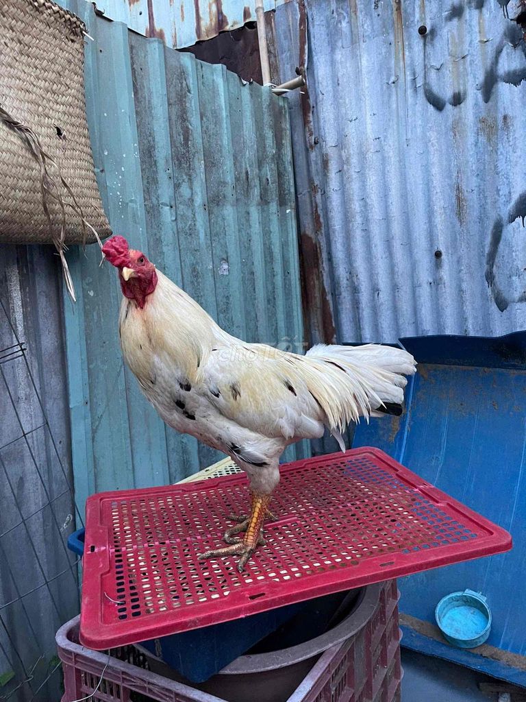thái mĩ 2k8 còn lên. Mua bán Gà tại Huyện Bình Chánh Tp Hồ Chí Minh được đăng bởi gà đá sinh viên hình 1