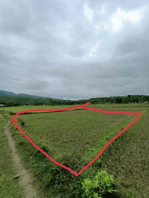 Chính chủ cần bán đất Mặt tiền ngay Quốc Lộ 1A (320,1m2). Mua bán đất tại Thị xã Sông Cầu Phú Yên được đăng bởi Trần Thành