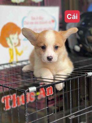 corgi thuần chuẩn Đà Nẵng , giá rẻ 55 thái thị bôi. Mua bán Chó tại Quận Thanh Khê Đà Nẵng được đăng bởi Thy Thy