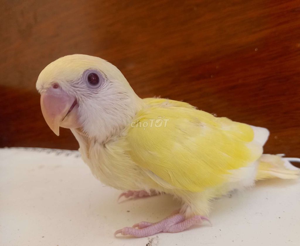 vẹt lovebird. Mua bán Chim tại Thị xã Gò Công Tiền Giang được đăng bởi Thanh hình 1