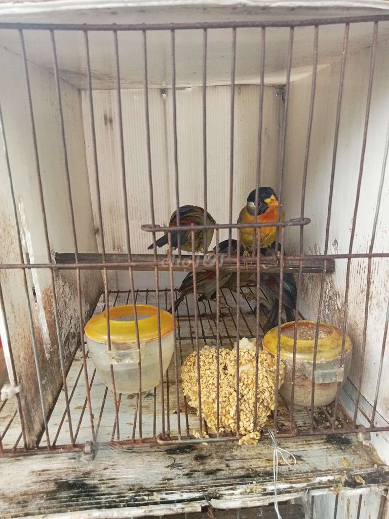 Trại thụy phuơng bán chim quế Lâm. Mua bán Chim tại Huyện Đông Anh Hà Nội được đăng bởi tổng kho gia dụng  hình 3