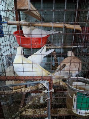 Chim chim cu Pháp gáy. Mua bán Chim tại Huyện Hóc Môn Tp Hồ Chí Minh được đăng bởi lê văn điền