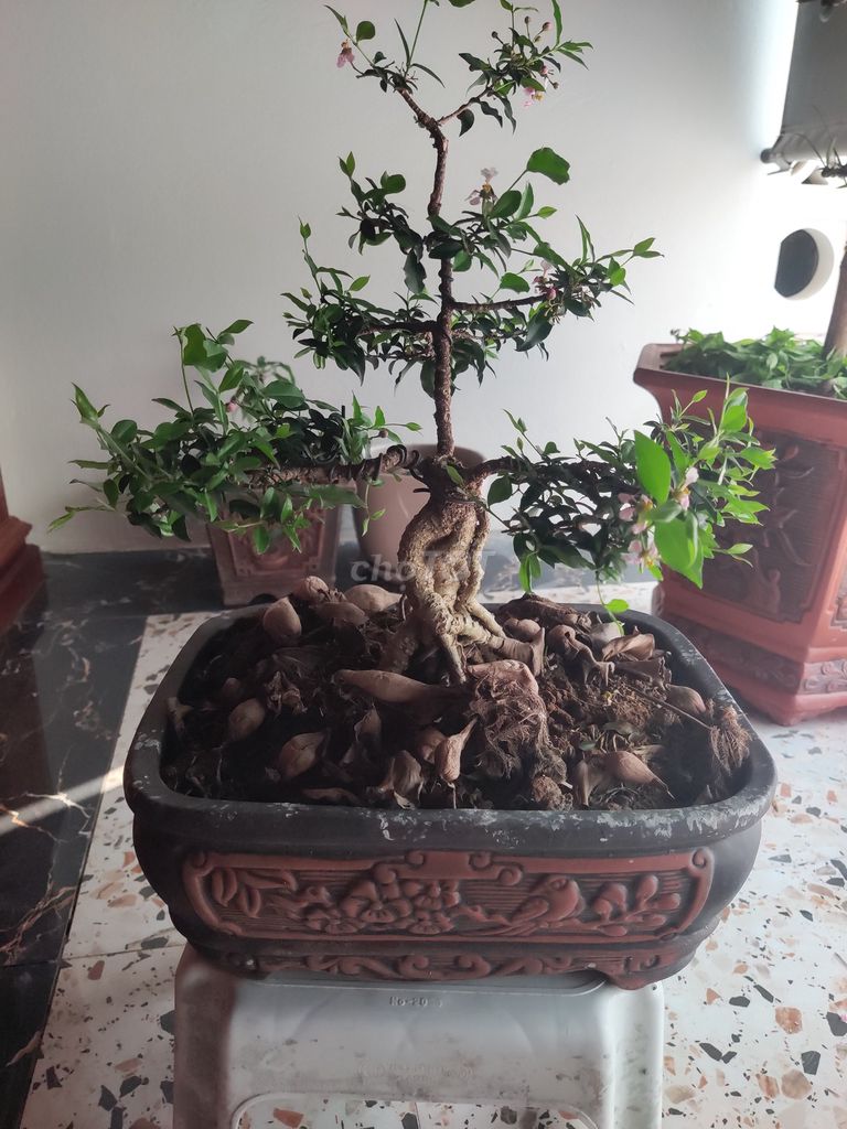 Cây cảnh Hồng Ngọc Mai Thuần chậu. Mua bán Cây cảnh, đồ trang trí tại Huyện Quốc Oai Hà Nội được đăng bởi Hieu Hoang hình 1