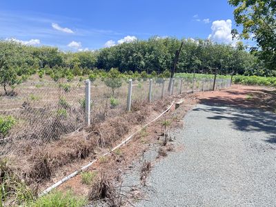 Bán  Vươn 2400m2 có  trồng cây sẳn , Binh Dương,giá 950 triệu,sổ hồng. Mua bán đất tại Huyện Dầu Tiếng Bình Dương được đăng bởi tuấn