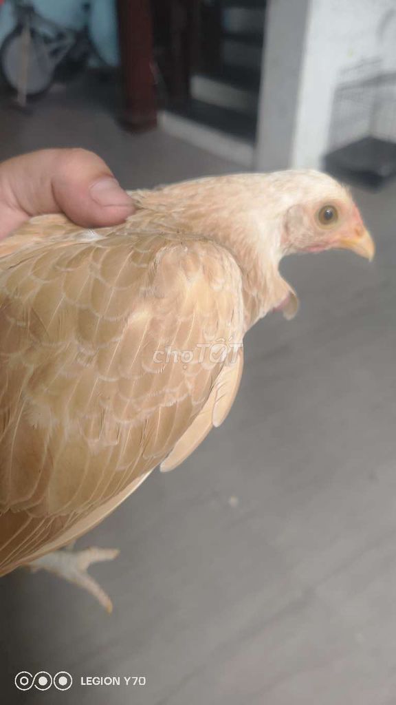 Gà mái 4 tháng. Mua bán Gà tại Quận Gò Vấp Tp Hồ Chí Minh được đăng bởi Quocdung Nguyen hình 1