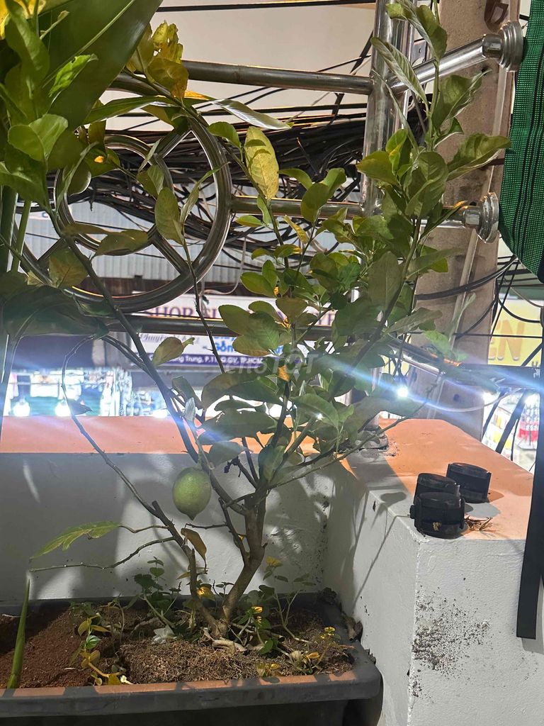Cây Hồng Phụng. Mua bán Cây cảnh, đồ trang trí tại Quận Gò Vấp Tp Hồ Chí Minh được đăng bởi Ngô Đình Vũ hình 1