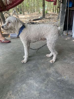 Chó Poodle đực trưởng thành màu trắng