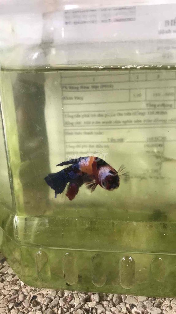 cá betta 1. Mua bán Thú cưng khác tại Huyện Trà Ôn Vĩnh Long được đăng bởi HỒNG THÚY hình 2