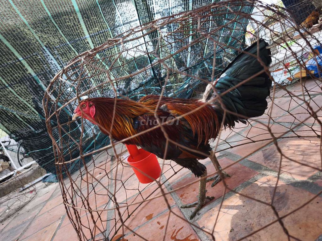 xanh 2kg950. Mua bán Gà tại Huyện Châu Thành Đồng Tháp được đăng bởi Bán Gà Nè hình 1
