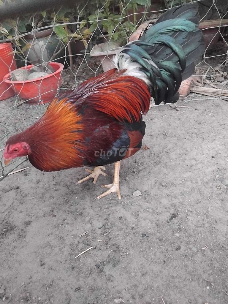 Gà Trắng Đỏ 1.2kg. Mua bán Gà tại Huyện Củ Chi Tp Hồ Chí Minh được đăng bởi Đồng Tiền Hai Mặt hình 1