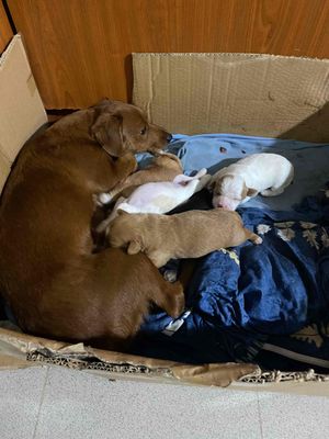 Chó con nhiều màu sắp mở mắt