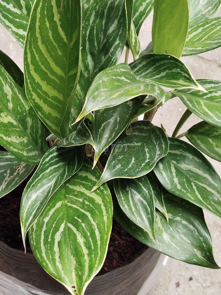 Cây cảnh Bạch mã hoàng tử 45cm. Mua bán Cây cảnh, đồ trang trí tại Quận Hoàng Mai Hà Nội được đăng bởi Nguyễn Minh Thoa hình 1