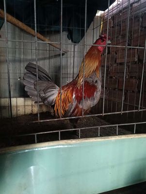 Xám 1k6 tay tốt sung cự mạnh. Mua bán Gà tại Huyện Bình Chánh Tp Hồ Chí Minh được đăng bởi đọc kỷ trước kia mua dùm nha