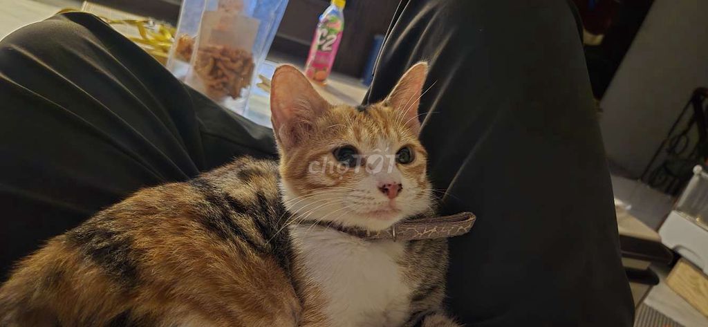 Mèo ta cái 6 tháng. Mua bán Mèo tại Quận Thanh Xuân Hà Nội được đăng bởi Thịnh Đức hình 1