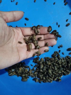 Gián Dubia sống, thức ăn dinh dưỡng cho cá rồng. Mua bán Phụ kiện, Thức ăn, Dịch vụ tại Huyện Bàu Bàng Bình Dương được đăng bởi Hải Đăng